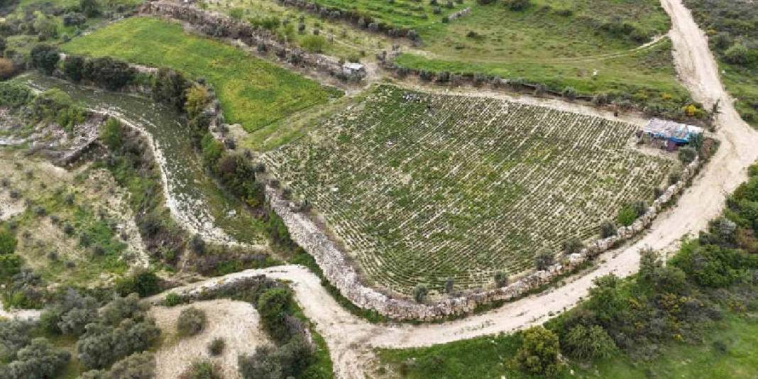 8 dönümden 10 ton rekolte bekleniyor: Kilosu 400 TL’yi bulan üründe hasat bereketle başladı 2